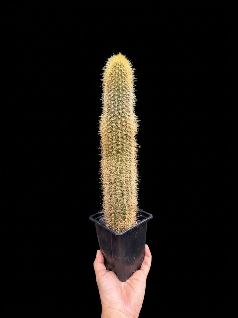 Espostoa Guentheri Red Foxtail Cactus 11 in